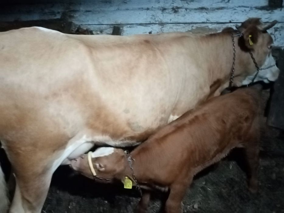 Vacă bălțată și vițel Angus