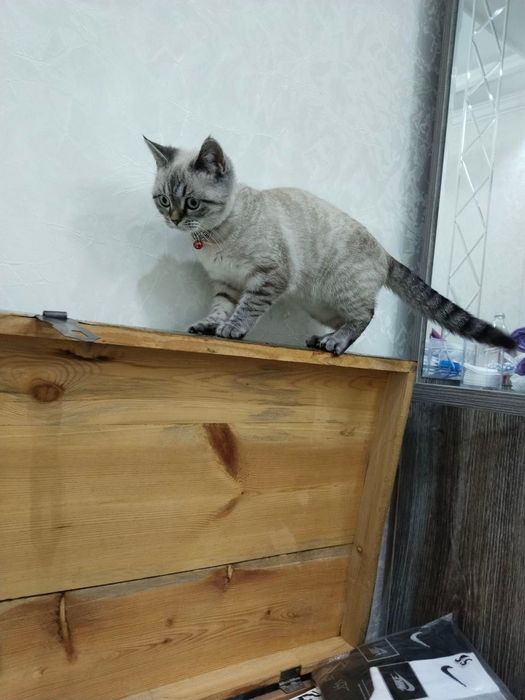 Skotish strayt 3oylik qiz