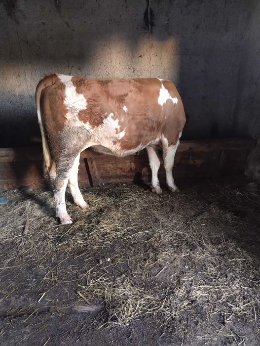 Vaca baltata romaneasca