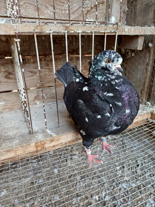 Porumbei king de vanzare