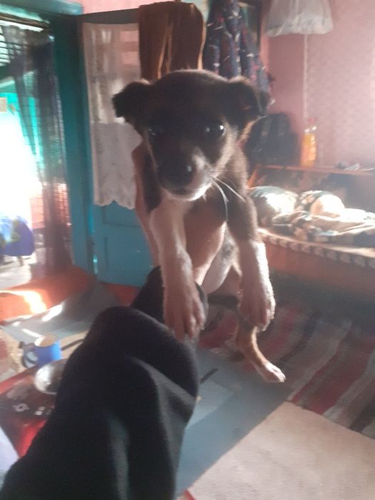 Donez fetita amstaff