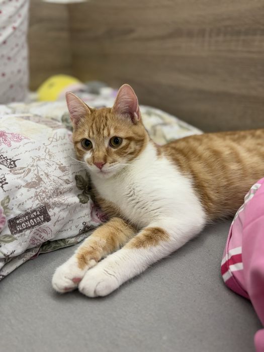 Подарявам Коте на  година и половина кастрирано