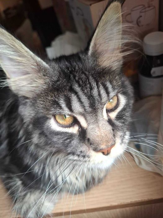 Maine Coon (Мейн кун)