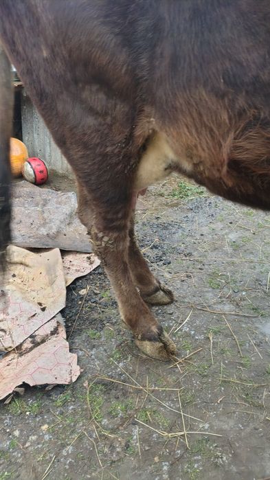 Vaca tânără de vânzare