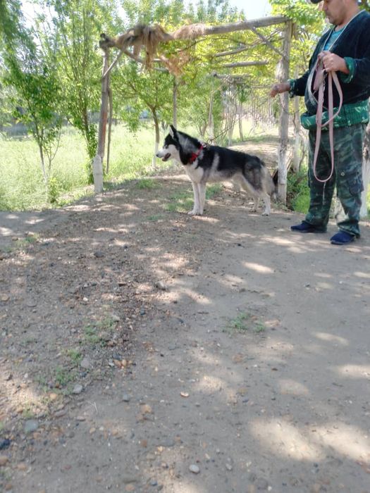 Домашние    Животные