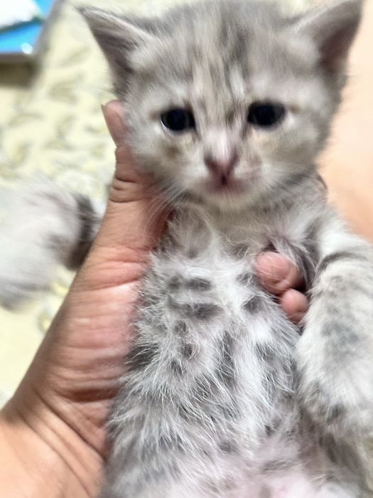 Продам котят. На хорошие руки