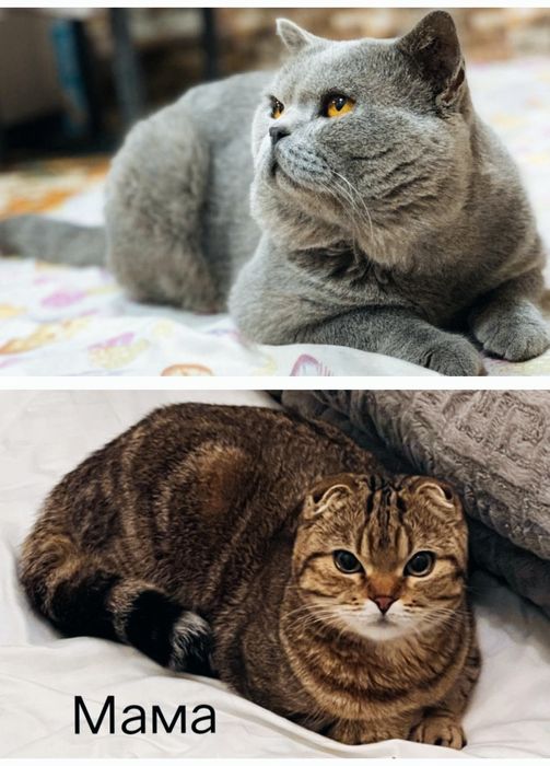 Котики Скоттиш страйт и Скоттиш фолд