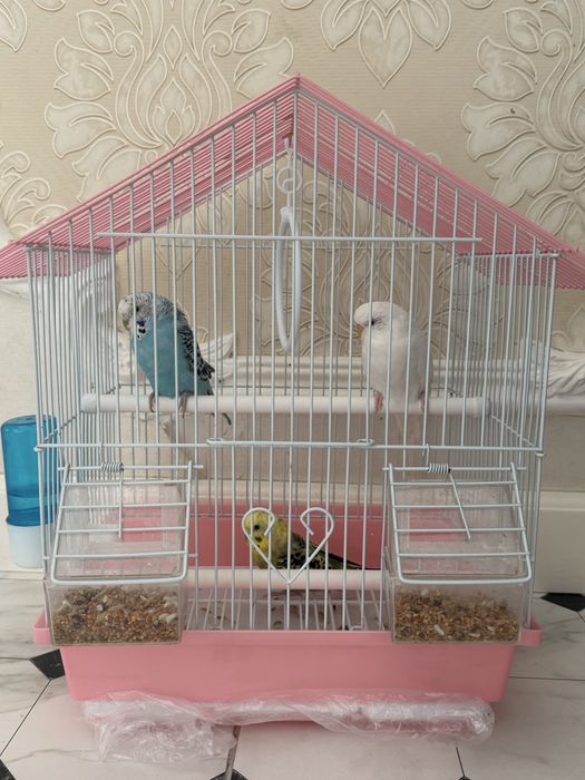 3 Папугай продам здоровые