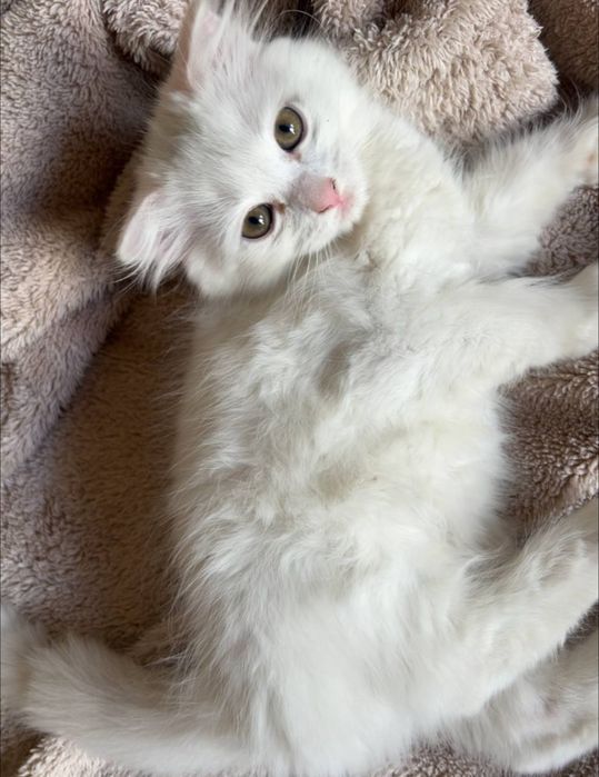 Породистые котята