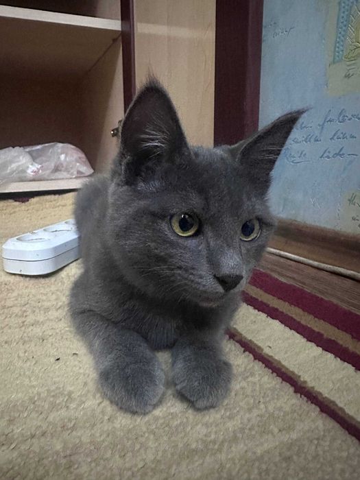 Шотландская прямоухая кошечка (Scottish Straight)