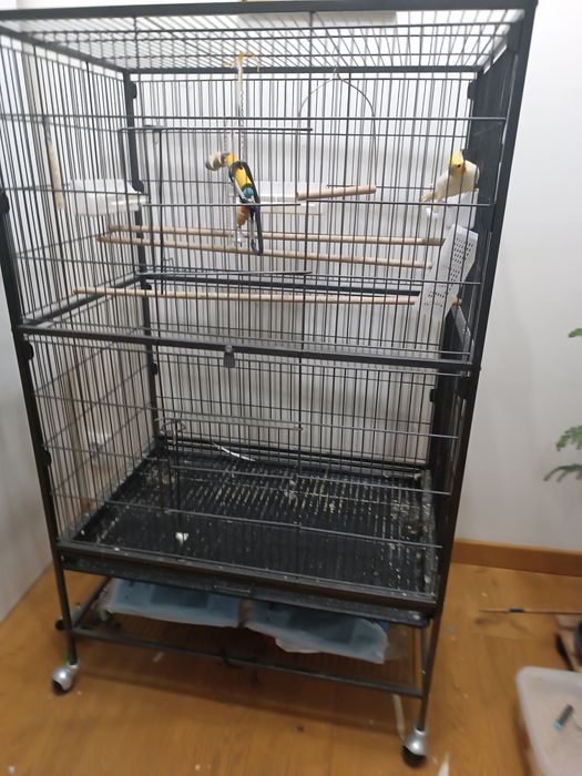 Papagal Nimfa cu colivie