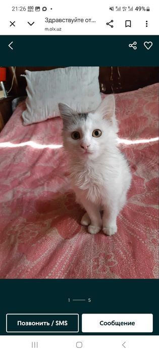 Пропала кошка , кто найдет звоните