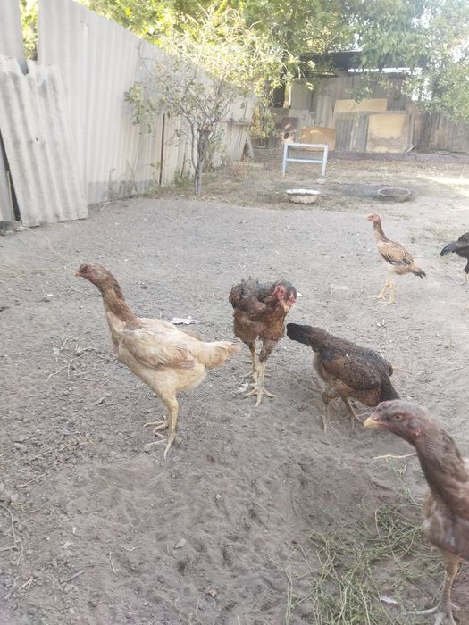 Продам бойцовых курей