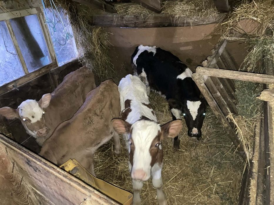 Продавам  четири мъжки телета