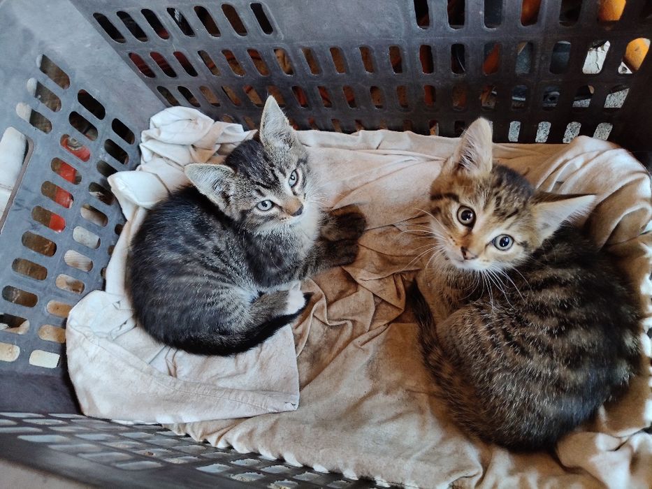 Отдам котят в добрые руки