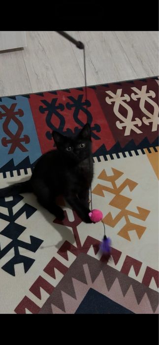Отдаю котенка в хорошие руки