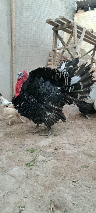 1 yillik  uyda boqilgan Induk sotiladi