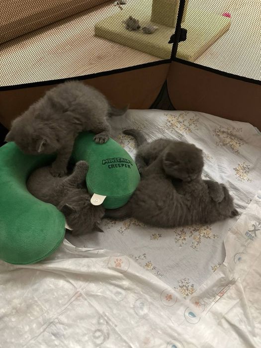 Шотландские веслоухие и прямоухие кошки