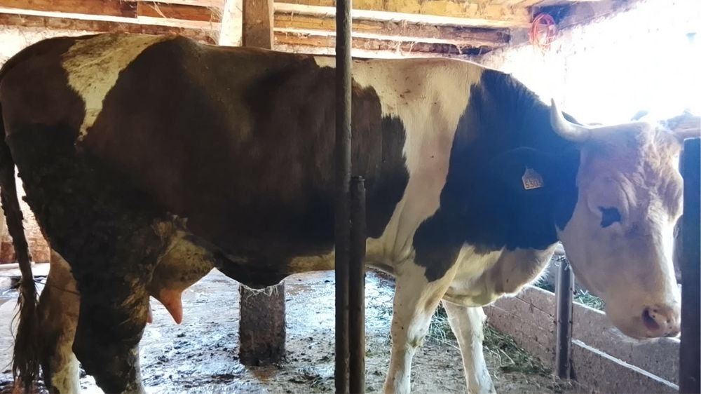 Vaca cu vitea de vanzare