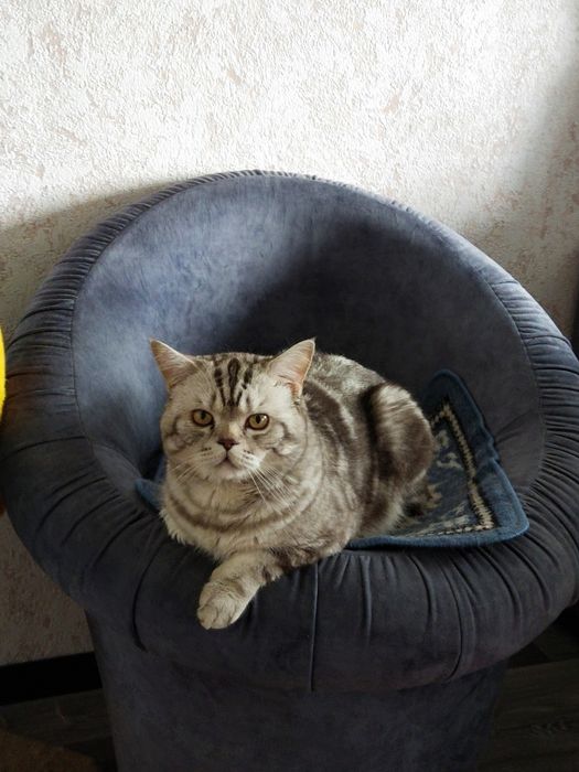Британской кот хочет кошку
