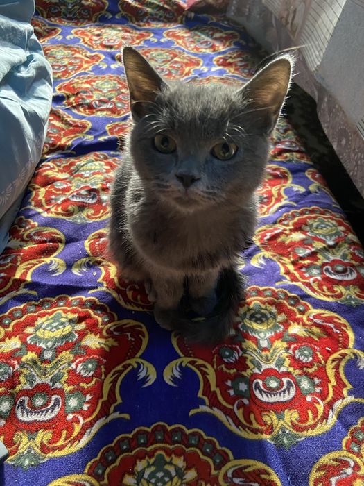 Skottish strait mushuk sotiladi