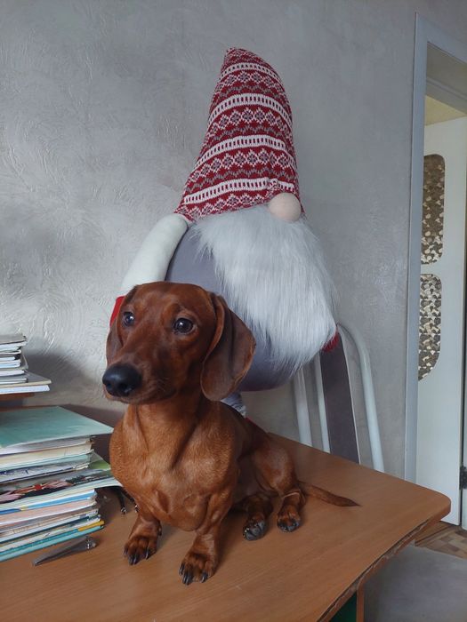 Мальчик для вязки