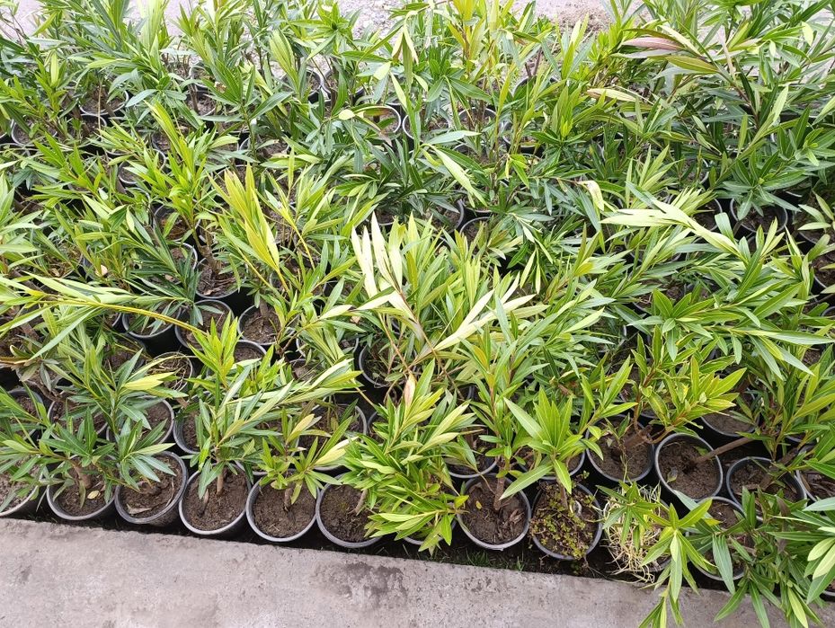 Манзарали ва мевали дарахт кучатларимиз сотувда оладиганлар тел килинг