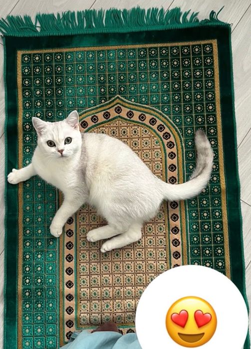 Британская шиншилла