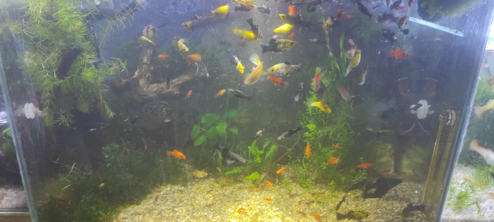 Моллинезии,живородящие.