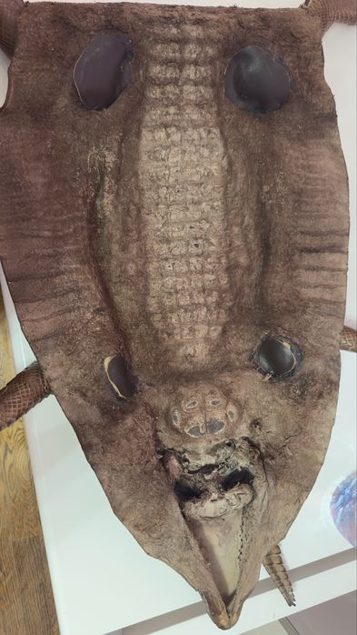 Крокодильчик  новый