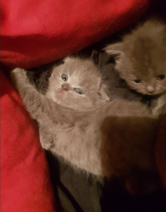 Шо ландские котята 1.5 мес