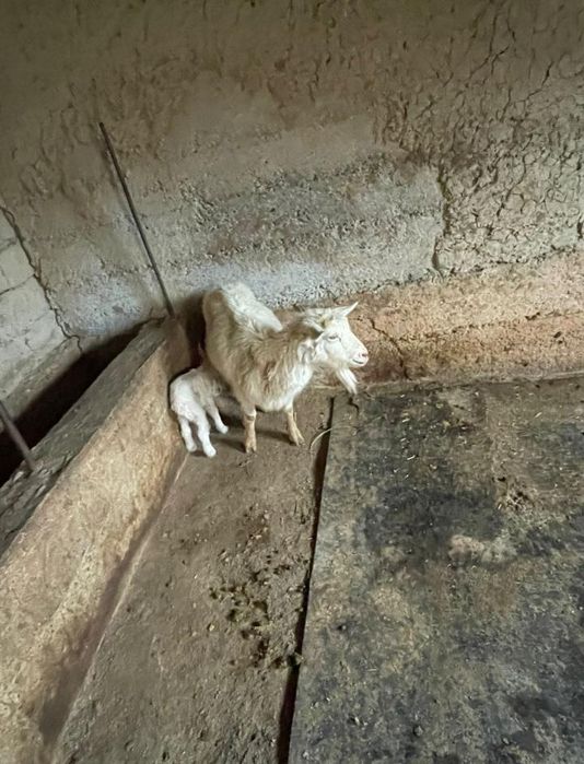 Сүтті Ешкілер сатылады