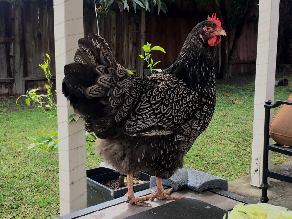 Barnaveldr jojalari sotiladi