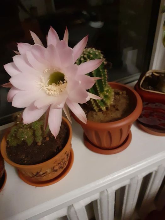 Молодой цветущий кактус