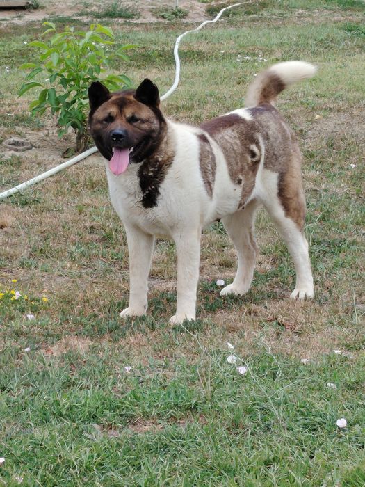 Akita american cu pedigree