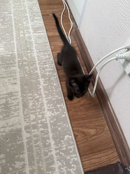Отдам в хорошие руки кота