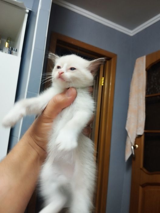 Котята красивые .район мдс