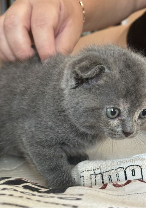 Котенок вислоушка