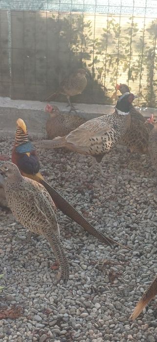 Fazani comun  pereche  si familie