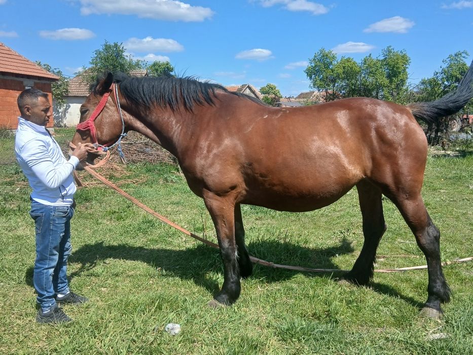 Iapă de vanzare are 6 ani 800 de kile nr 0759410973
