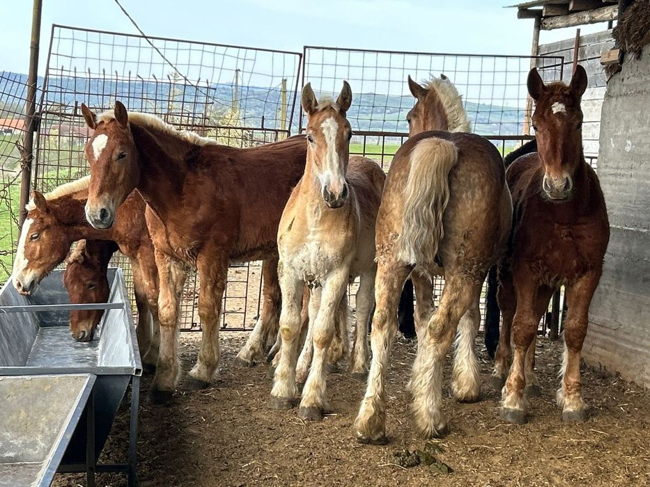 Manji de vanzare 7 Bucăți