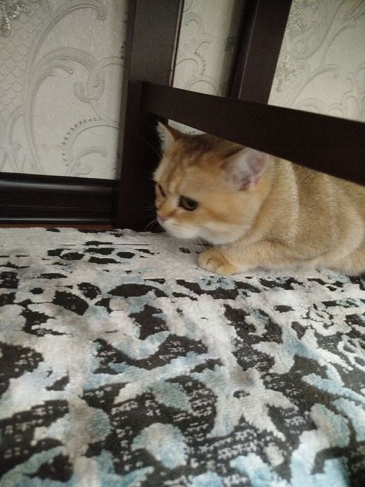 Продам британский шиншилла мальчика