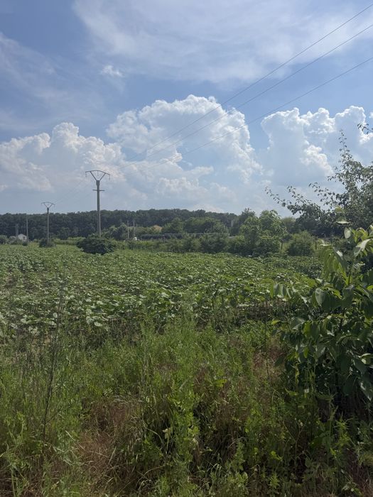 Teren Snagov Ghermanesti Ciofliceni
