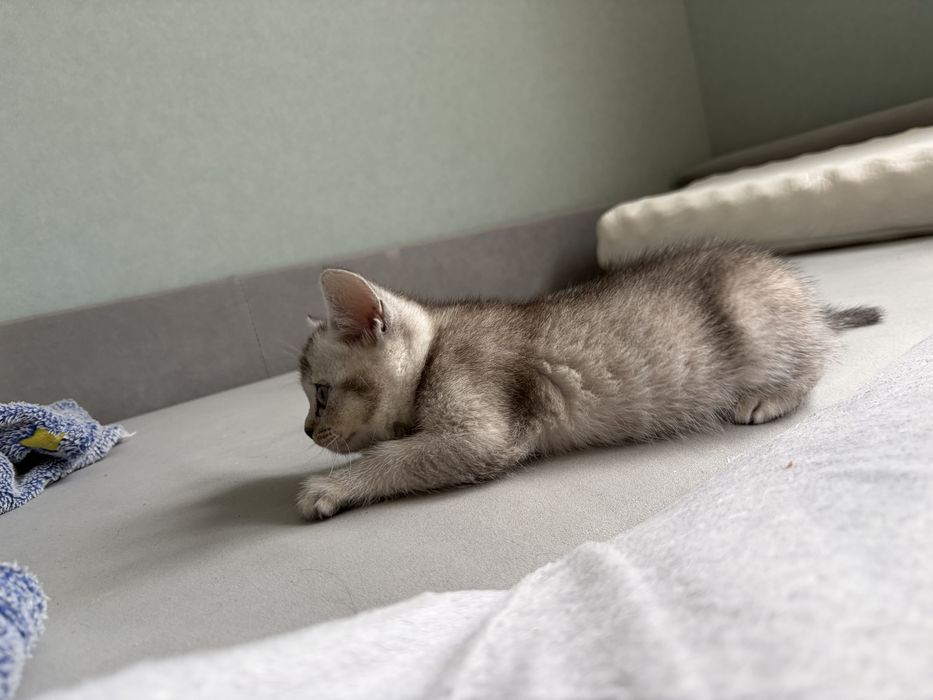 Шотландский котенок