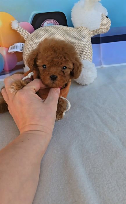 Пудел tea cup с документ за произход-5 поколения назад