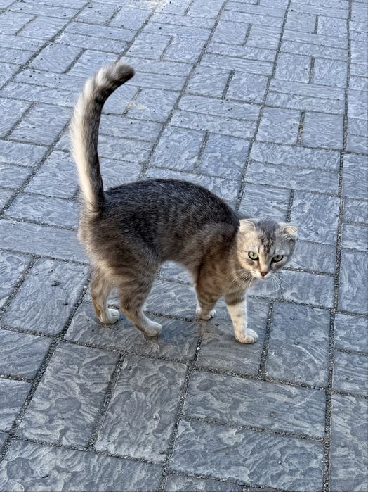 Кошечка в ДОБРЫЕ руки