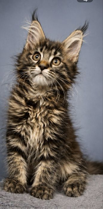 Чистокровные  Мейн Куны . Гиганты