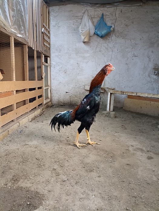 Xoʻroz sotiladi qoni toza