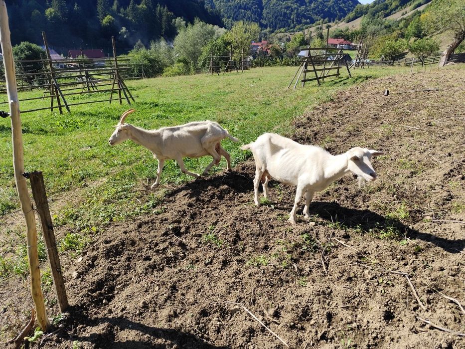 Capre Saanen rasă pură de vânzare