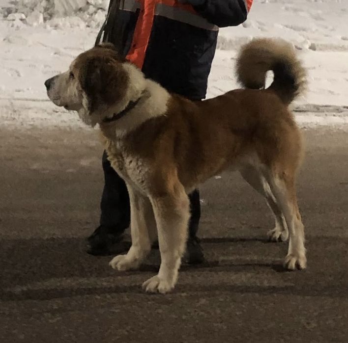 Продются щенки сао кв.